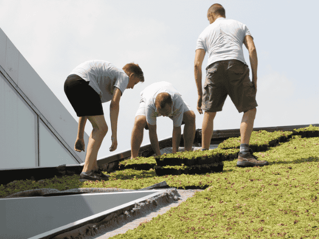 Stappenplan voor het aanleggen van een groendak met sedumtegels