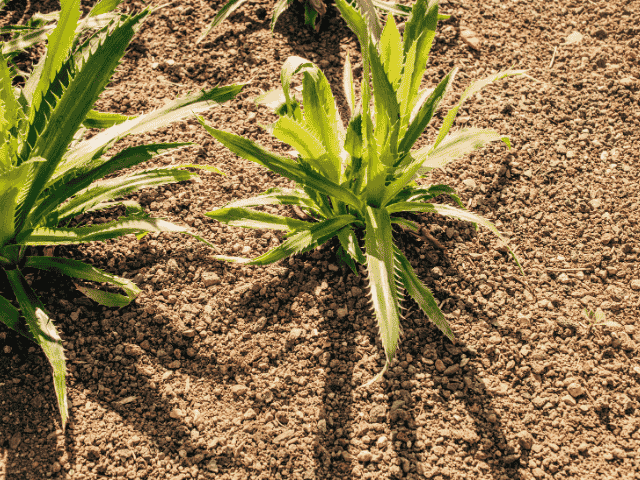 Alternatieve bodembedekkers, ecologisch en verrassend