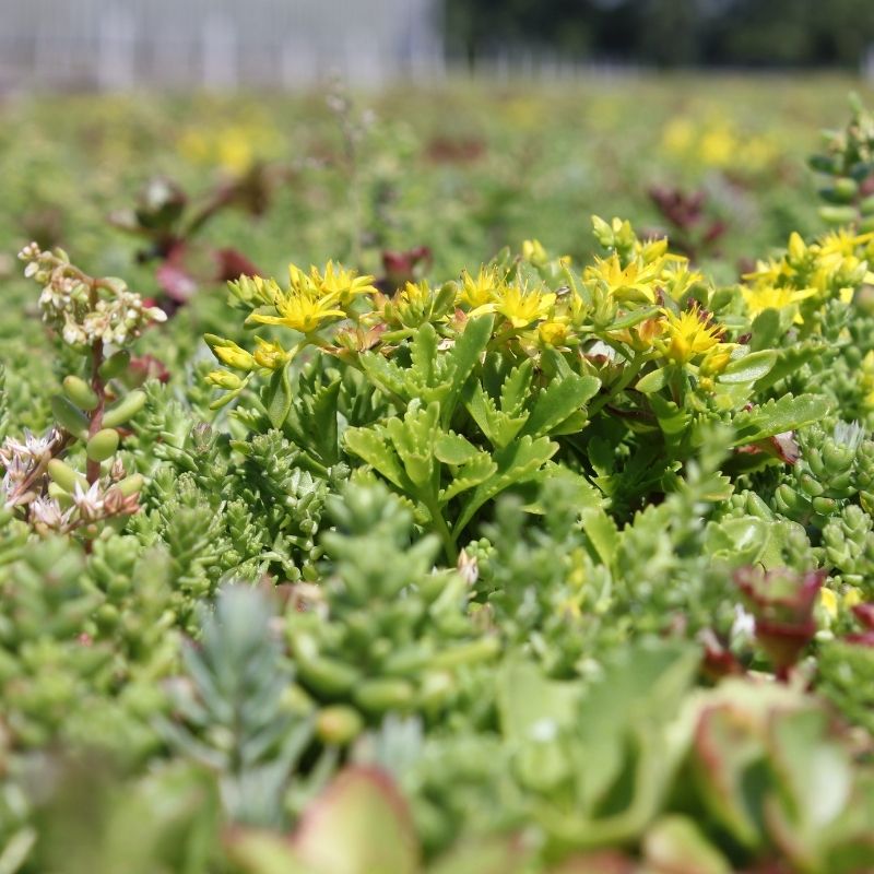 Extensief groendak kopen, bloemen in sedum - Jatu.be