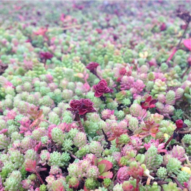 Sedum kopen, groendak in wintermodus - Jatu.be