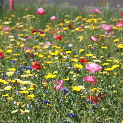 Wilde hoog bloemen kopen voor te plaatsen in wilde tuin