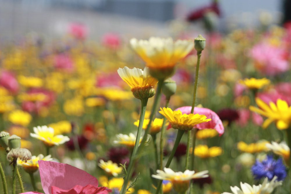 Bloemenmengsel kopen voor in de tuin ideaal voor jaar bloemen