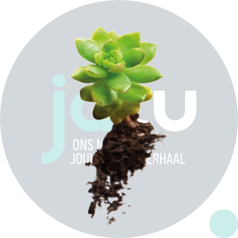 Sedum kopen, stek per kg - jatu.be