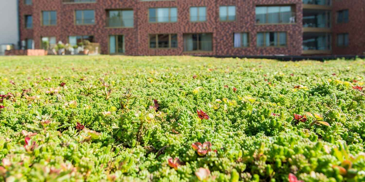 Zelf groendak aanleggen, alle info op Jatu.be