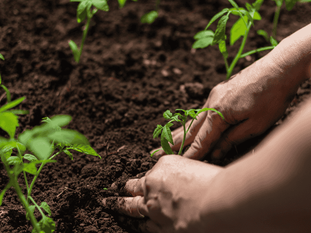 plantje in planten met handen